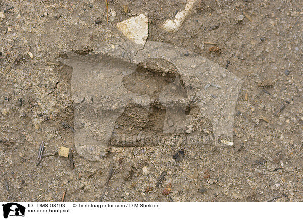 Reh Hufspur / roe deer hoofprint / DMS-08193