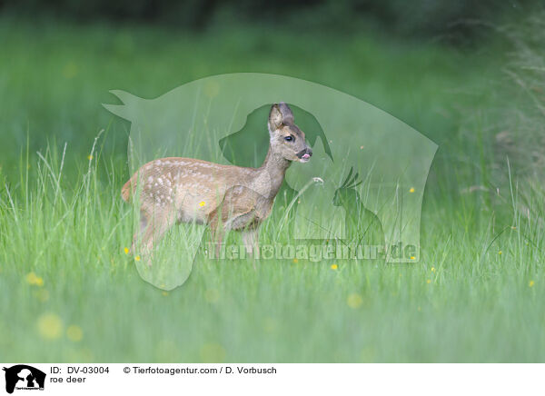 Reh / roe deer / DV-03004