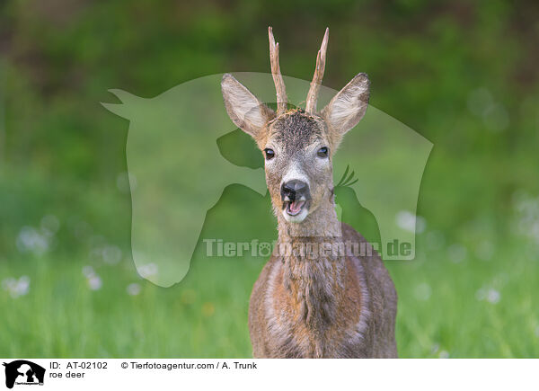 roe deer / AT-02102