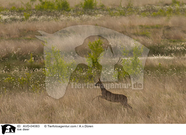Reh / roe deer / AVD-04083