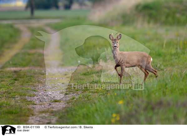 Reh / roe deer / BSK-01199