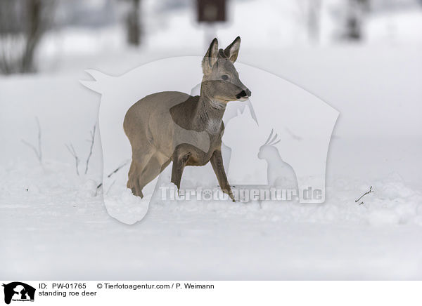 stehendes Reh / standing roe deer / PW-01765