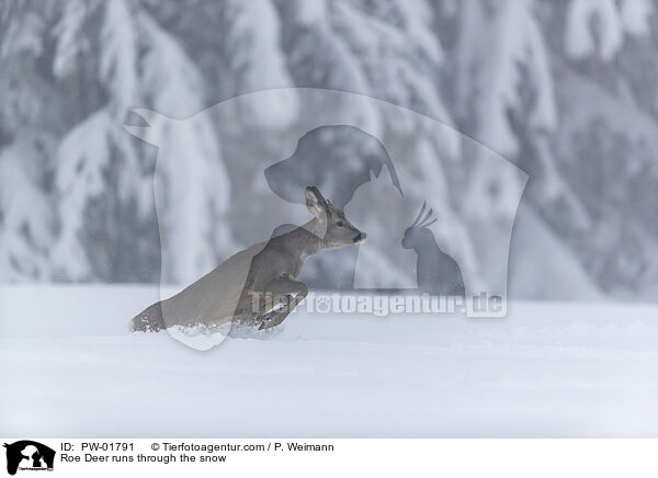 Reh rennt durch den Schnee / Roe Deer runs through the snow / PW-01791