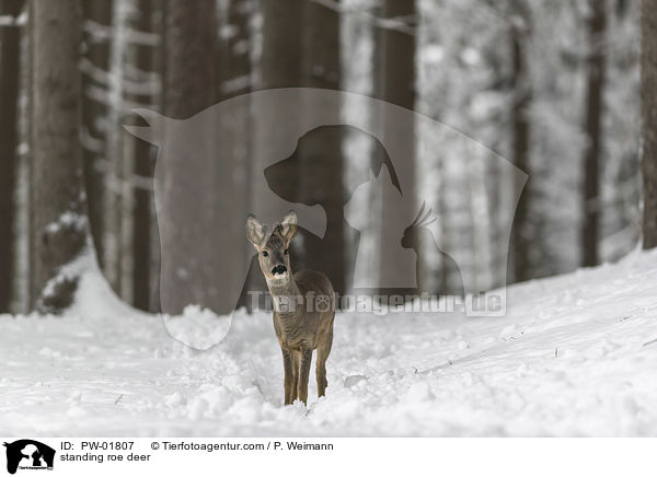 stehendes Reh / standing roe deer / PW-01807