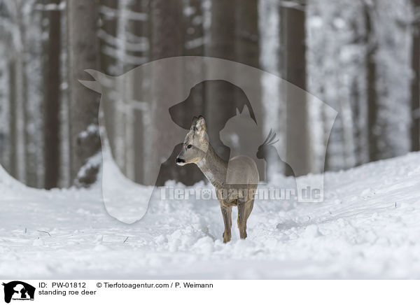 stehendes Reh / standing roe deer / PW-01812