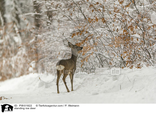 stehendes Reh / standing roe deer / PW-01822