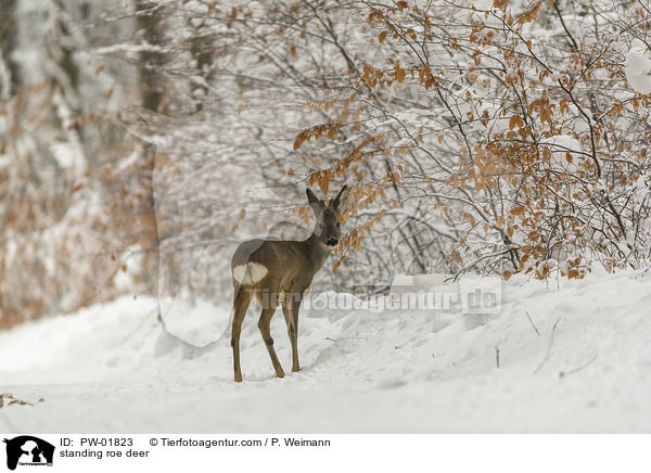 stehendes Reh / standing roe deer / PW-01823