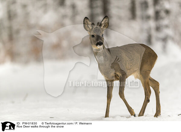 Reh luft durch den Schnee / Roe Deer walks through the snow / PW-01830