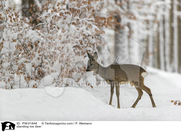stehendes Reh / standing roe deer / PW-01848