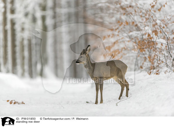 stehendes Reh / standing roe deer / PW-01850