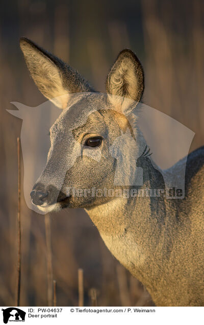 Reh Portrait / Deer portrait / PW-04637