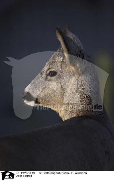 Reh Portrait / Deer portrait / PW-04640