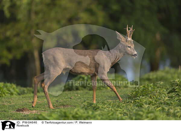 Rehbock / Roebuck / PW-04646