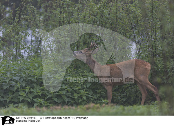 stehender Rehbock / standing Roebuck / PW-04648