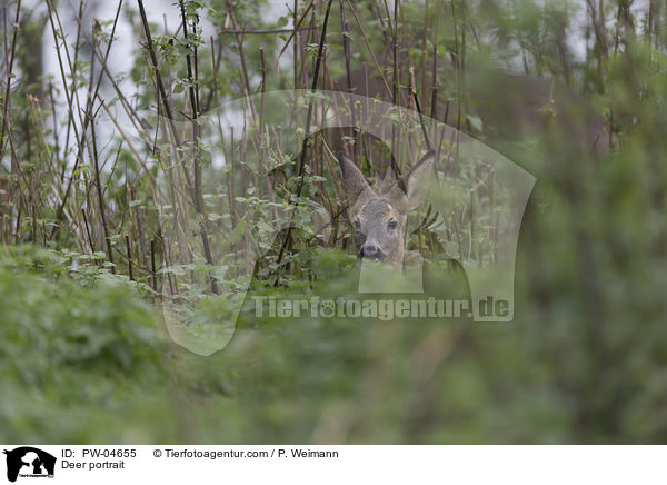 Reh Portrait / Deer portrait / PW-04655