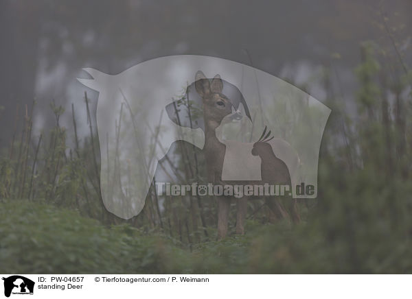 stehendes Reh / standing Deer / PW-04657