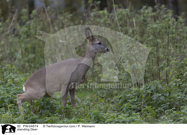 stehendes Reh / standing Deer / PW-04674