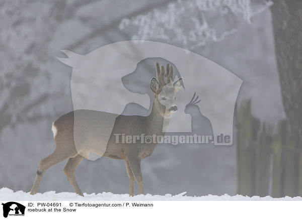 Rehbcke im Schnee / roebuck at the Snow / PW-04691