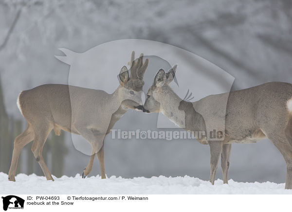 Rehbcke im Schnee / roebuck at the Snow / PW-04693