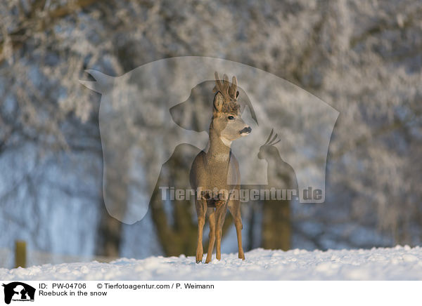 Rehbock im Schnee / Roebuck in the snow / PW-04706