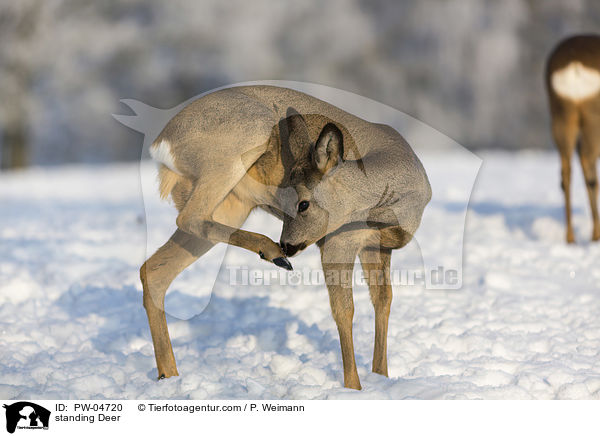 stehendes Reh / standing Deer / PW-04720