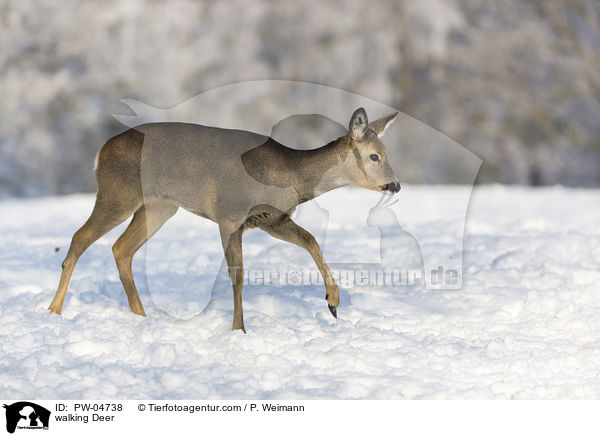 laufendes Reh / walking Deer / PW-04738