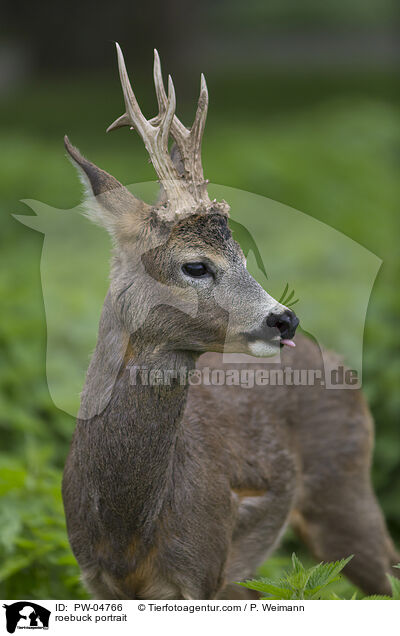 Rehbock Portrait / roebuck portrait / PW-04766
