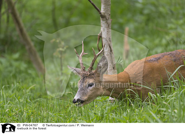 Rehbock im Wald / roebuck in the forest / PW-04767