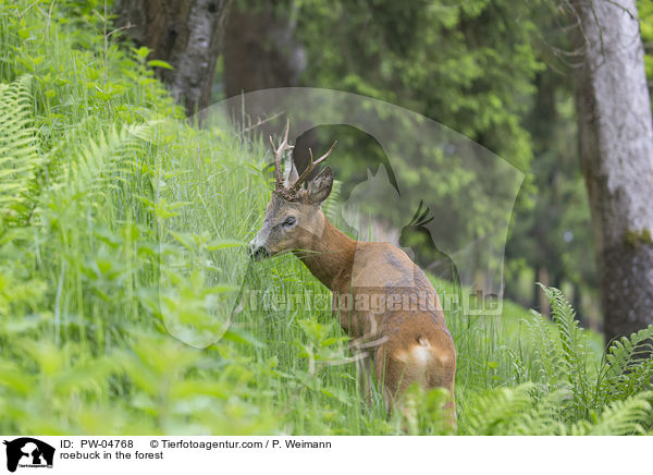 Rehbock im Wald / roebuck in the forest / PW-04768