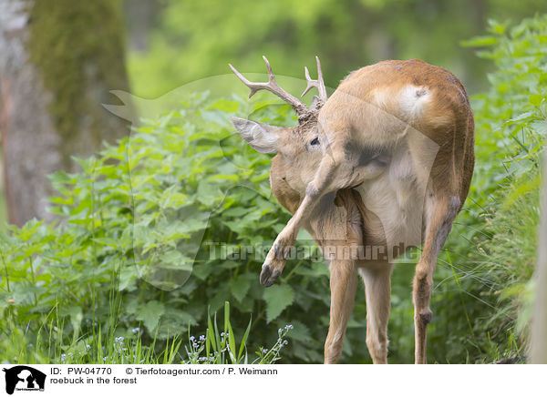 Rehbock im Wald / roebuck in the forest / PW-04770