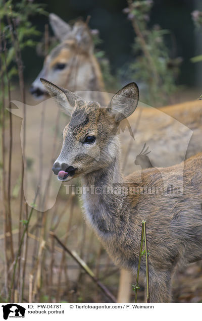 Rehb�cke Portrait / roebuck portrait / PW-04781