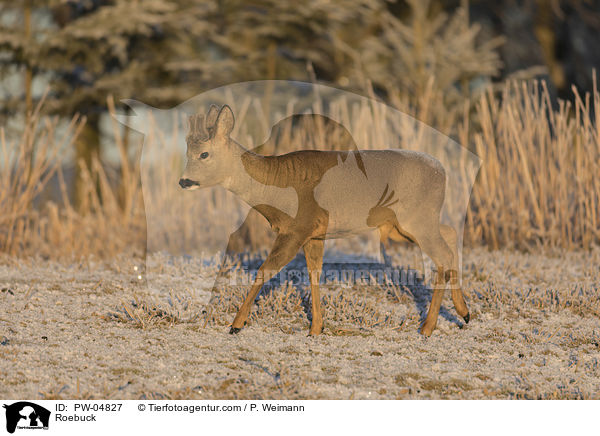 Rehbock / Roebuck / PW-04827