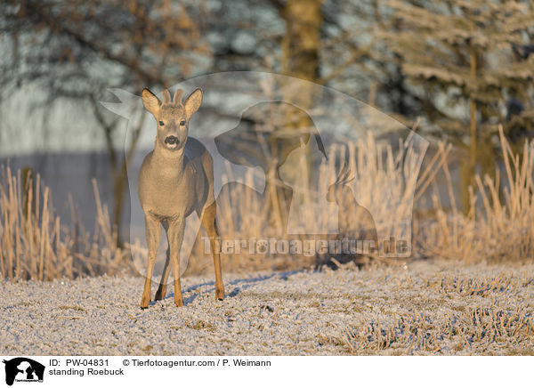 stehender Rehbock / standing Roebuck / PW-04831