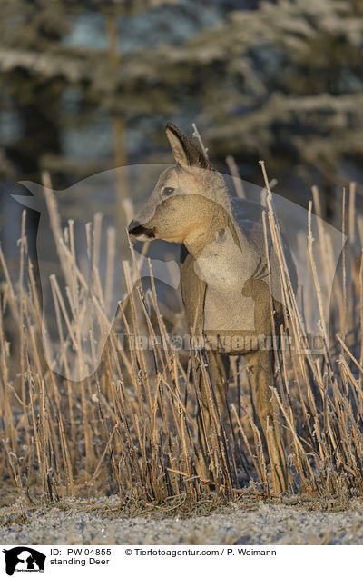 stehendes Reh / standing Deer / PW-04855