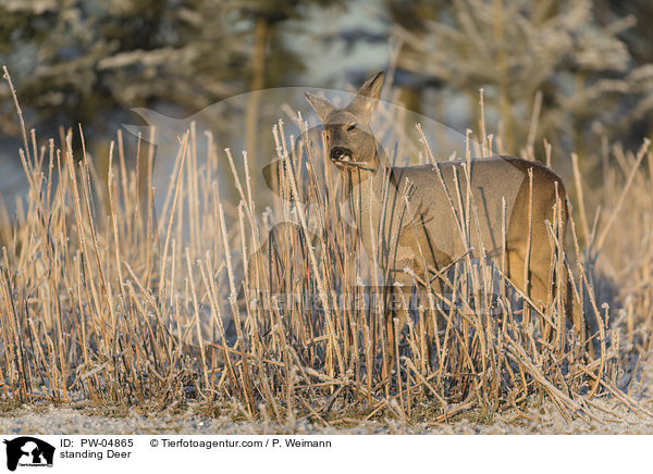 stehendes Reh / standing Deer / PW-04865