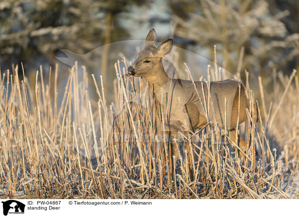 stehendes Reh / standing Deer / PW-04867