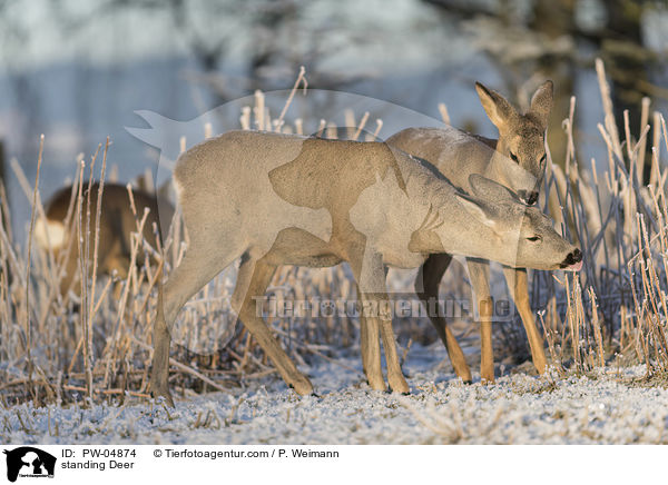 stehende Rehe / standing Deer / PW-04874