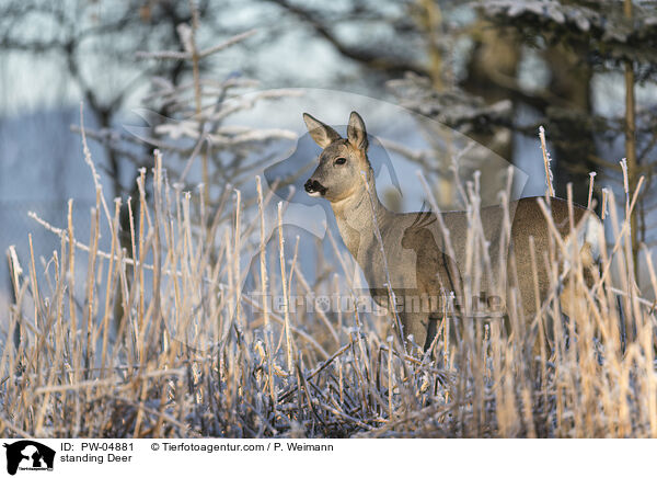 stehendes Reh / standing Deer / PW-04881