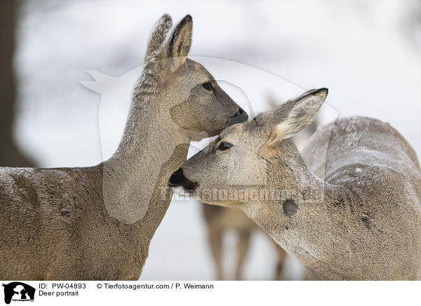 Rehe Portrait / Deer portrait / PW-04893