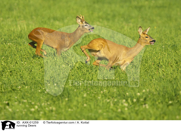 rennende Rehe / running Deers / AXK-01259