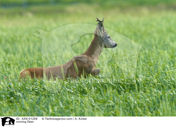 rennedes Reh / running Deer / AXK-01268