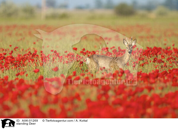 stehendes Reh / standing Deer / AXK-01269