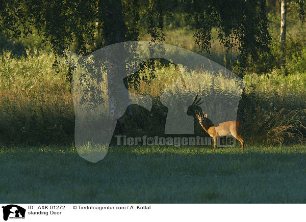 stehendes Reh / standing Deer / AXK-01272