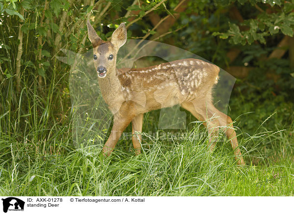 stehendes Reh / standing Deer / AXK-01278