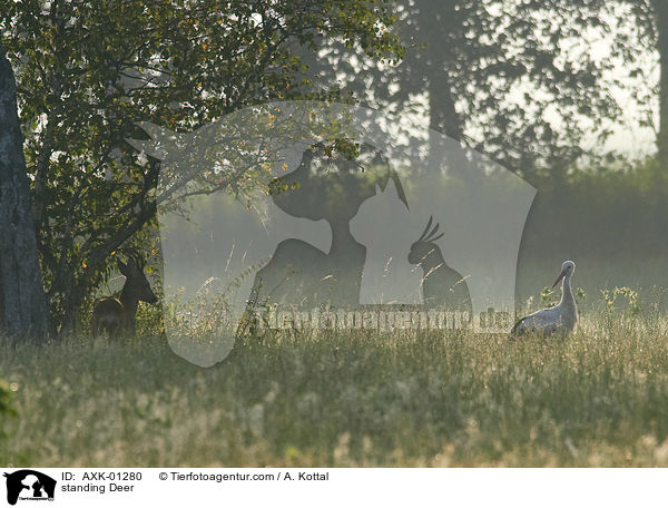 stehendes Reh / standing Deer / AXK-01280