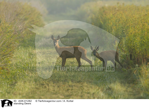 stehende Rehe / standing Deers / AXK-01282