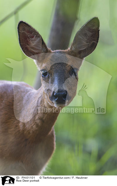 Roe Deer portrait / FH-01101
