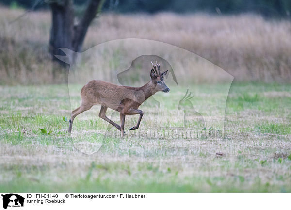 rennender Rehbock / running Roebuck / FH-01140