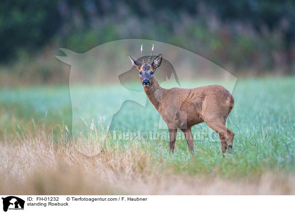 stehender Rehbock / standing Roebuck / FH-01232
