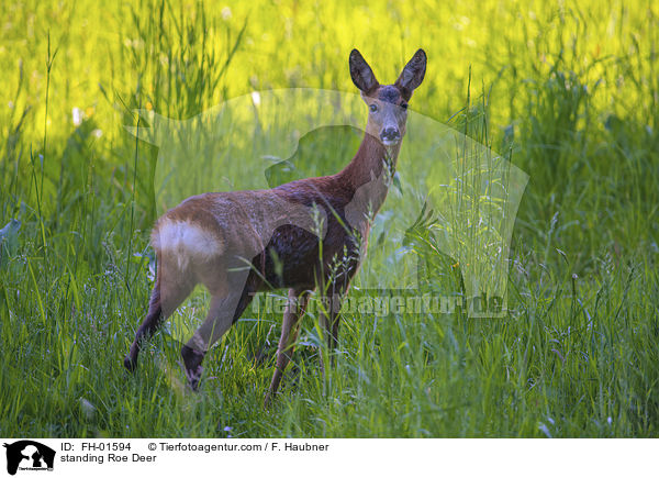 stehendes Reh / standing Roe Deer / FH-01594